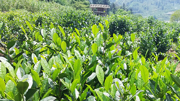 【打鼓嶺綠優生態農業】告訴你茶葉種植知識