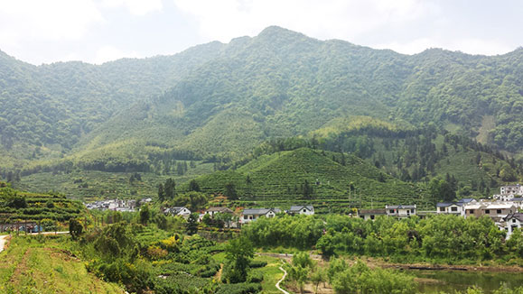 黃山徽州區洽舍鄉積極備戰春茶生產工作
